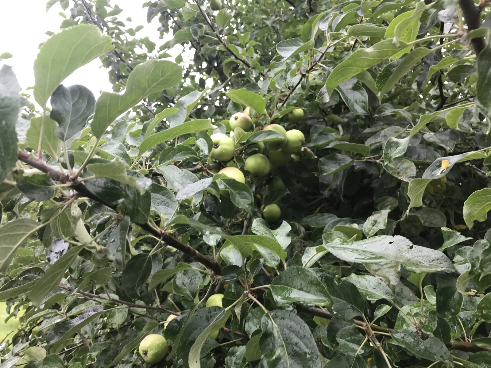 apple tree